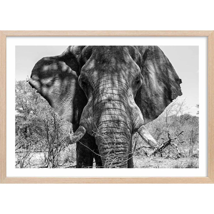 Poster éléphant d'afrique Affiche + cadre en bois - Chêne