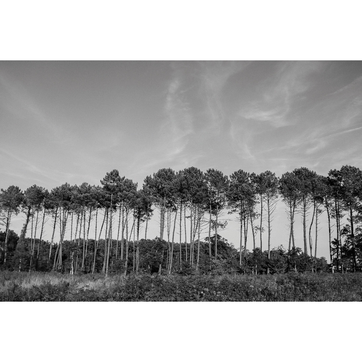 Tableau noir et blanc pinède d' hossegor Tableau alu Dibond