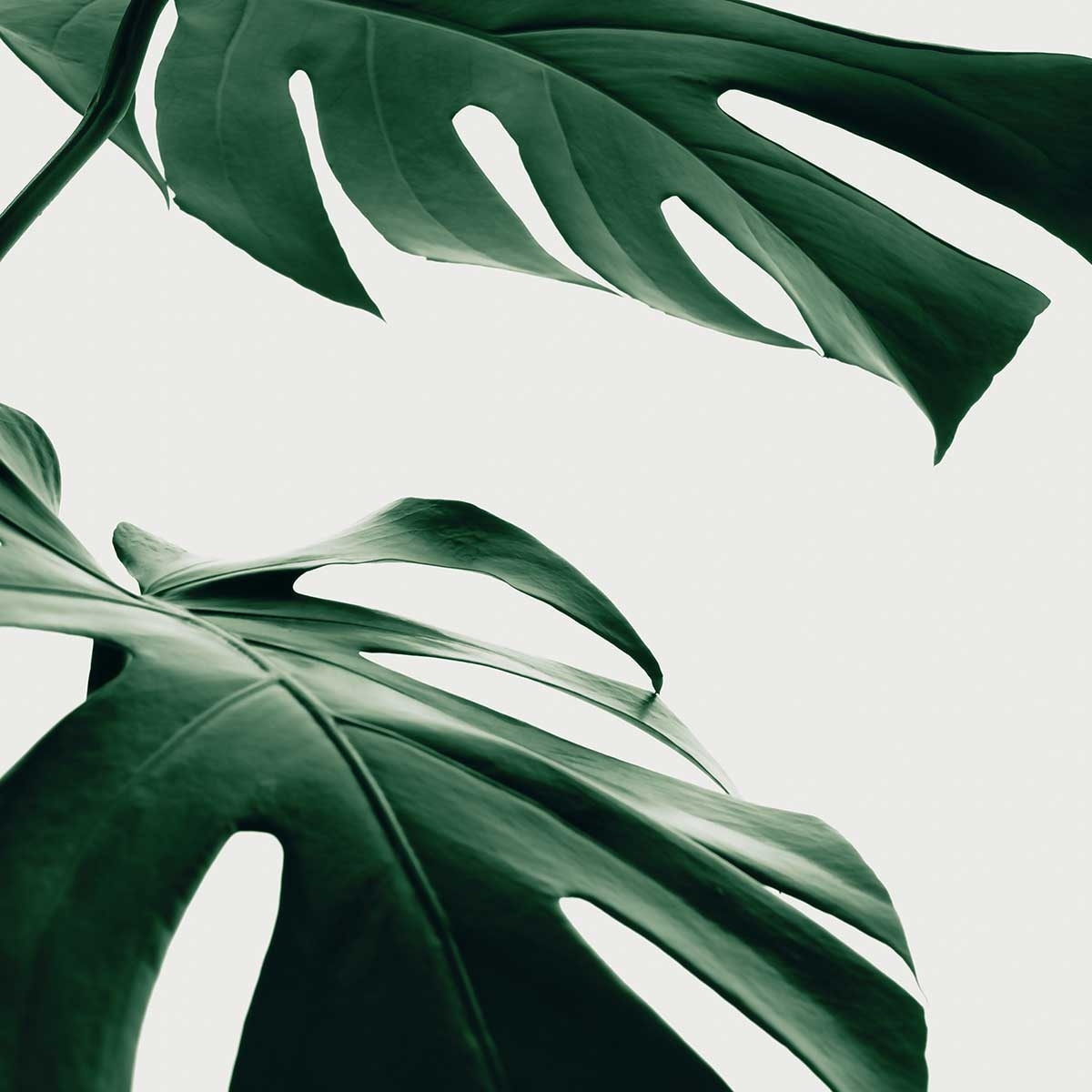 Affiche  monstera due Affiche sous cadre noir