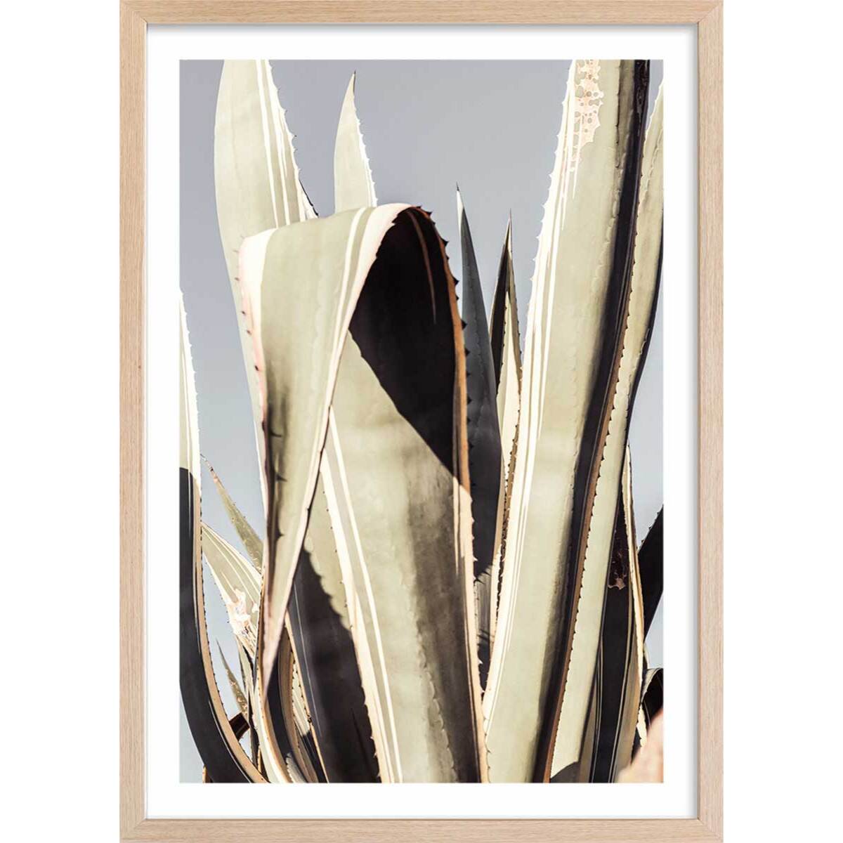 Poster cactus mexicain Affiche + cadre en bois - Chêne