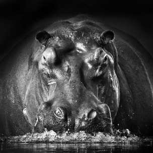 Affiche animaux portrait hippo Affiche sous cadre bois