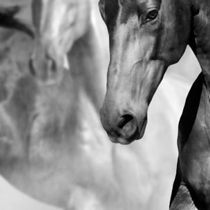 Affiche encadrée chevaux noirs artistiques Affiche + cadre en métal - Noir