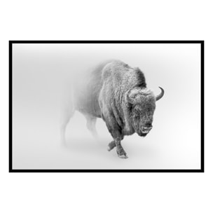 Affiche encadrée bison en noir et blanc dans la brume Affiche + cadre en métal - Noir