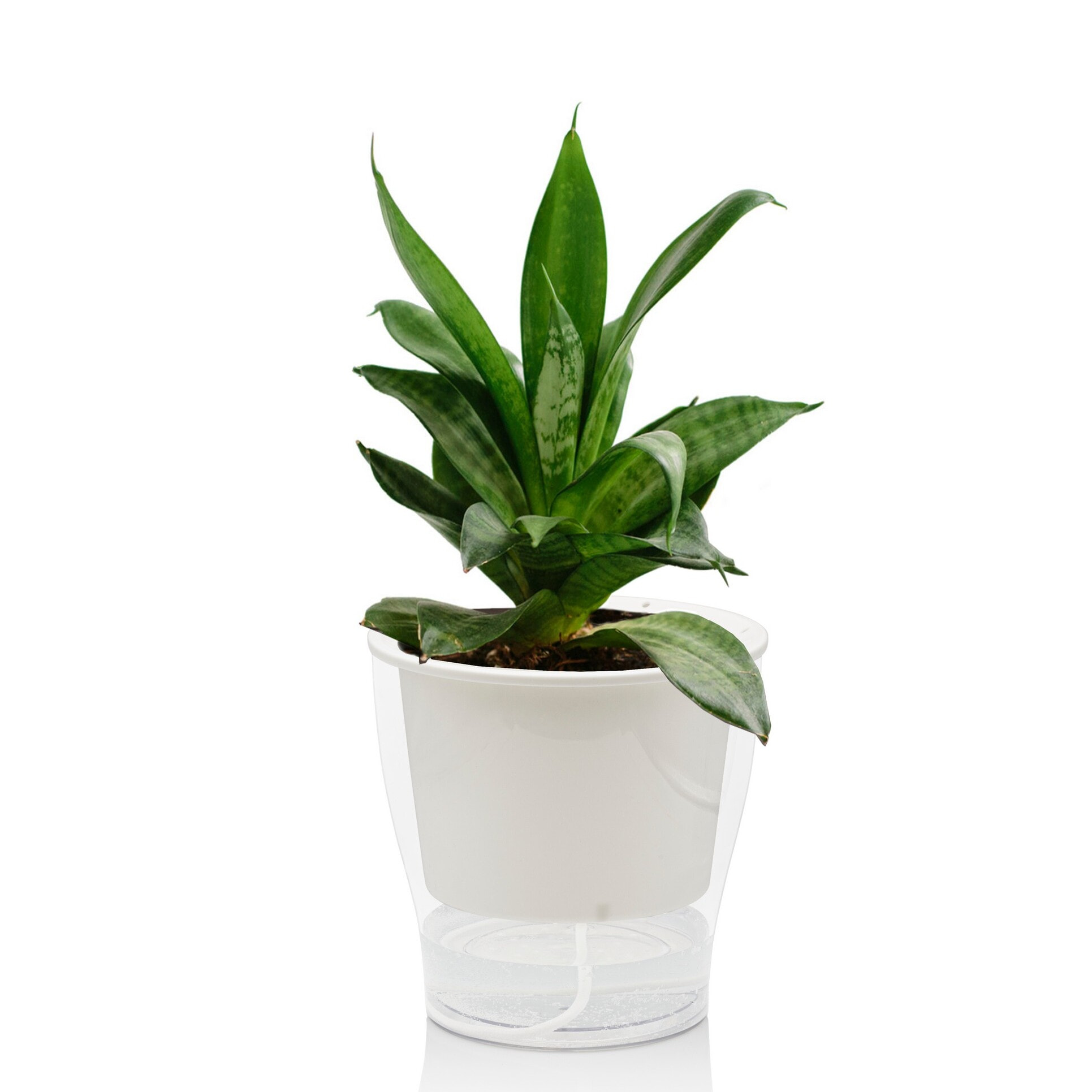 Pot à réserve d’eau Tomasucci RAFFY MEDIUM, en polypropylène, blanc, 17,3 × 17,3 × 17 cm