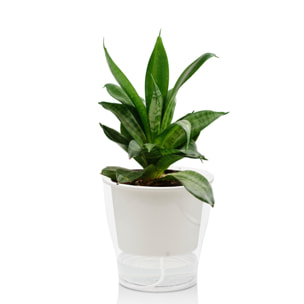 Pot à réserve d’eau Tomasucci RAFFY MEDIUM, en polypropylène, blanc, 17,3 × 17,3 × 17 cm