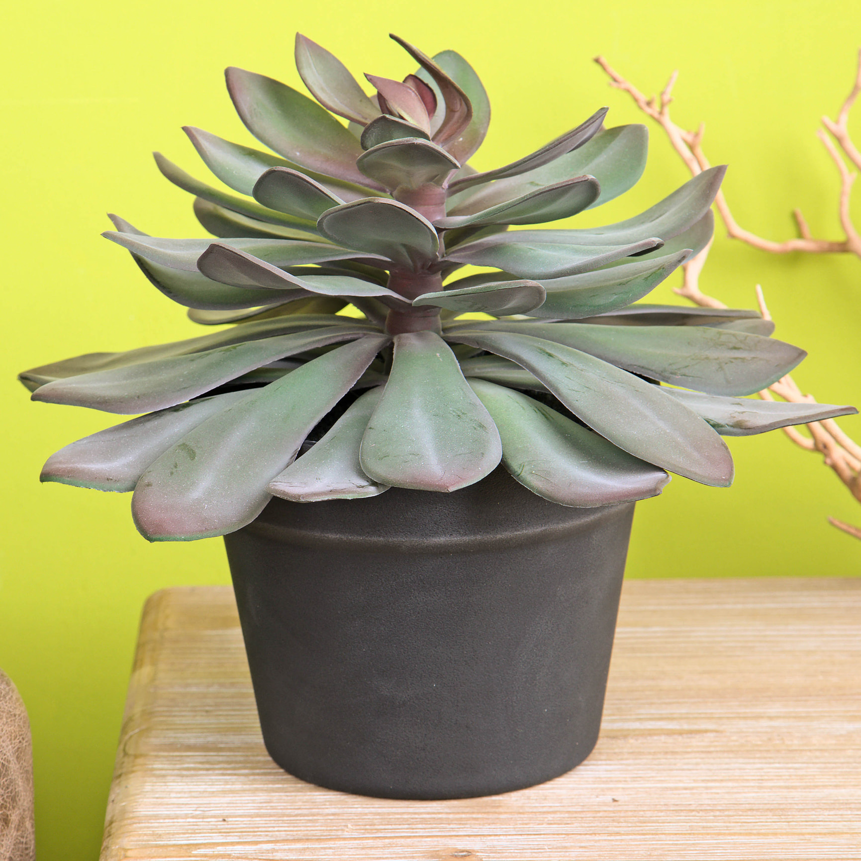 Succulent Con Vaso. Altezza 28 Cm - Pezzi 1 - 30X28X30cm - Colore: Incolore - Bianchi Dino - Piante Artificiali