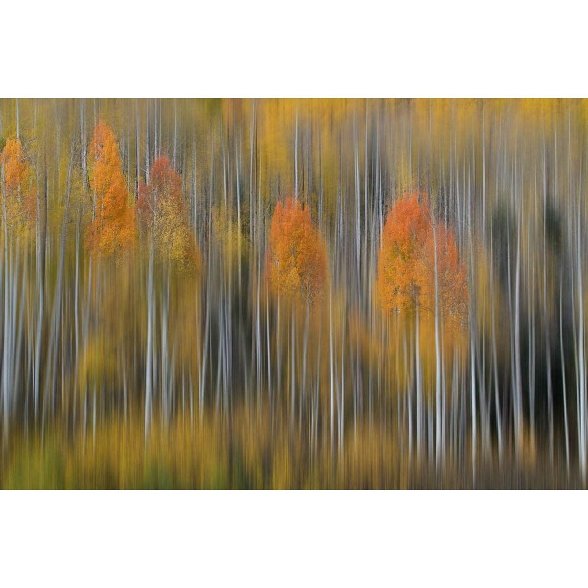 Tableau Impression d'automne Tableau alu Dibond