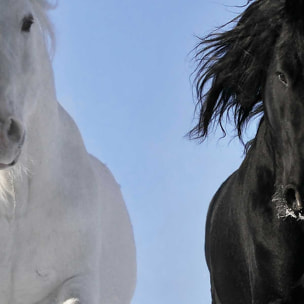 Tableau Tableau photo chevaux Toile imprimée