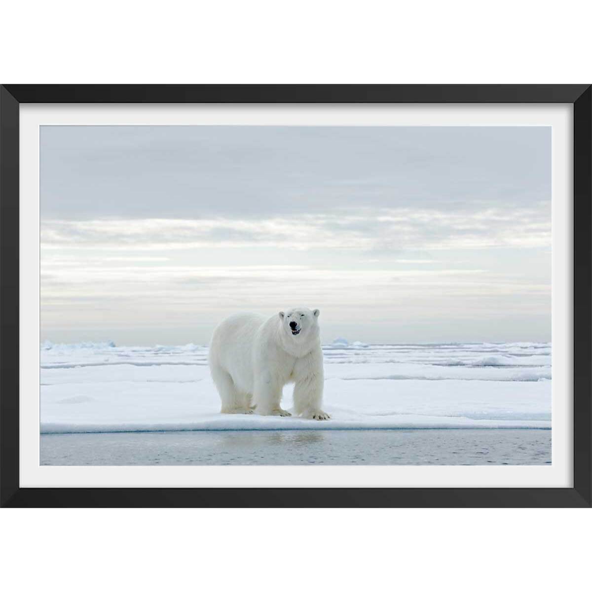 Affiche ours blanc sur la banquise Affiche + cadre en bois - Noir