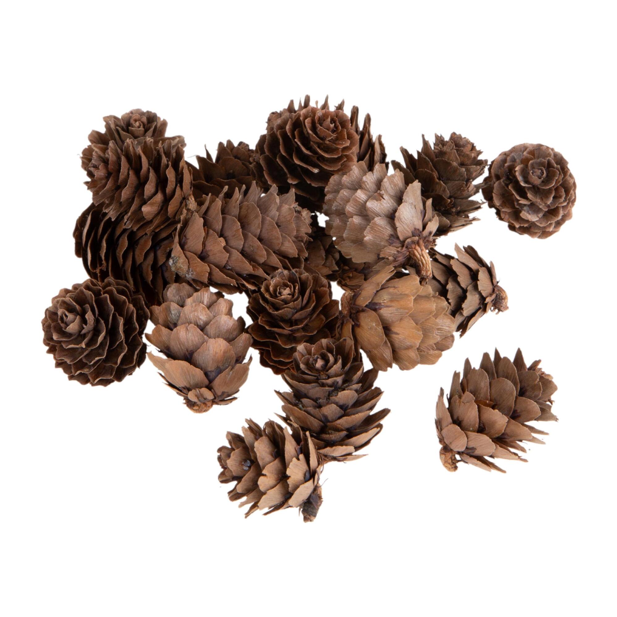 Mini pigne - Pezzi 8 - 15xH5x13cm - Bianchi Dino SpA