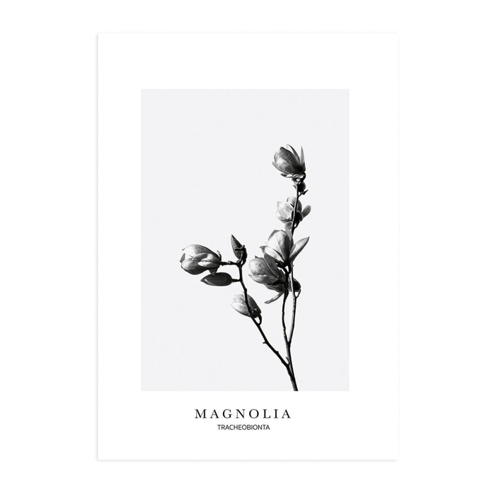 Poster Magnolia