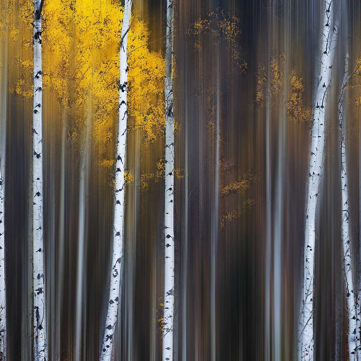 Affiche paysage Rideau d'automne Affiche sous cadre bois