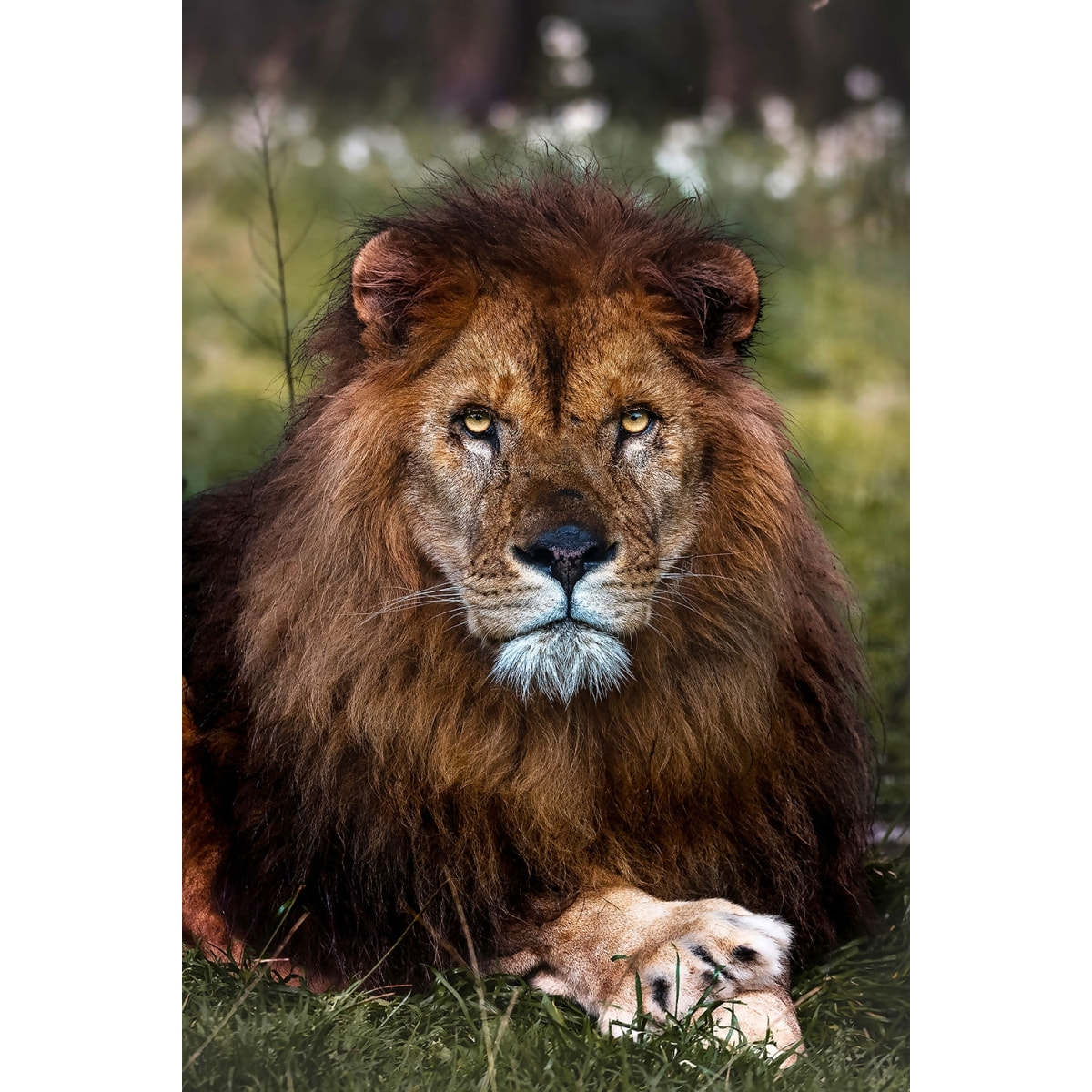 Tableau animaux pattes de lion Tableau plexiglas