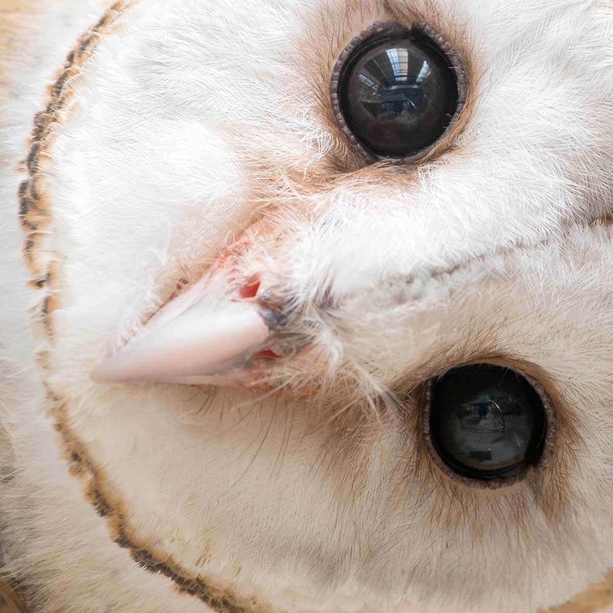 Tableau hibou élégant au regard intense Toile imprimée