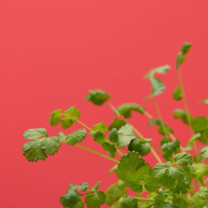 Recharge jardin d'intérieur PRET A POUSSER CORIANDRE