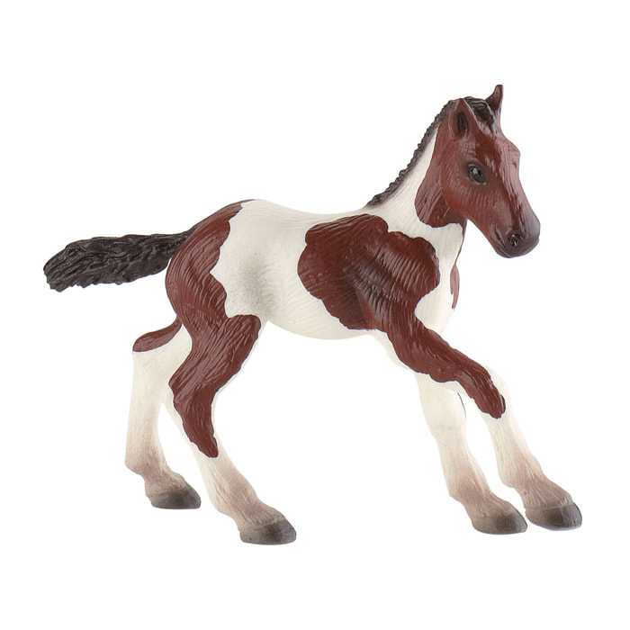 Cavalli/Puledro Paint Horse