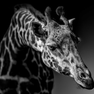 Affiche animaux girafe discrète Affiche + cadre en bois - Noir