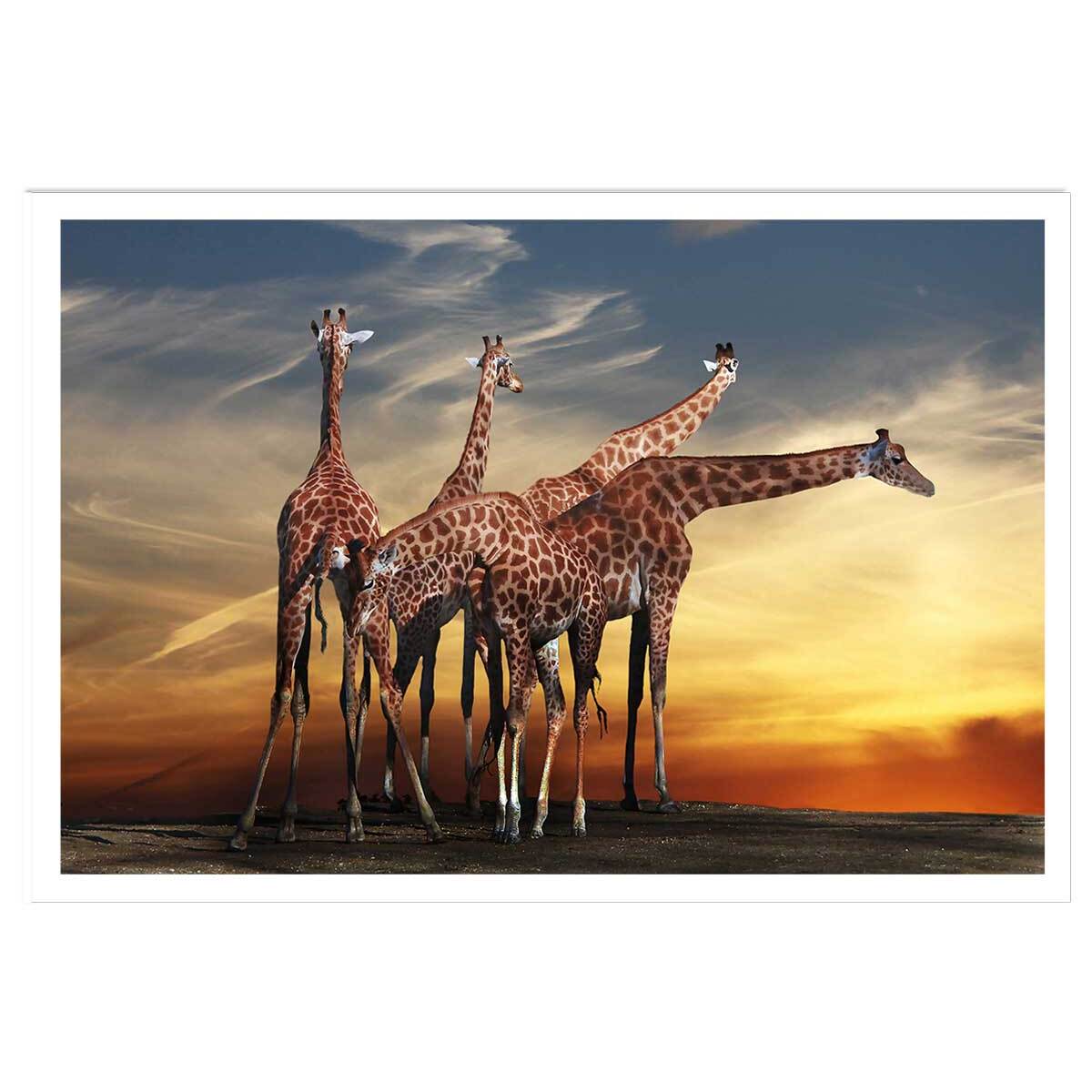 Affiche animaux girafes meeting Affiche seule