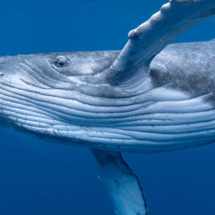Tableau baleine majestueuse nageant sous l’océan Toile imprimée