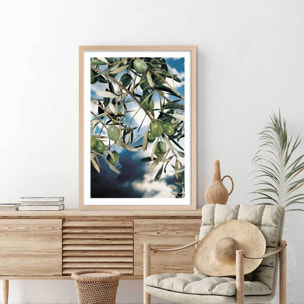 Poster kalamata, olivier grec Affiche + cadre en bois - Chêne