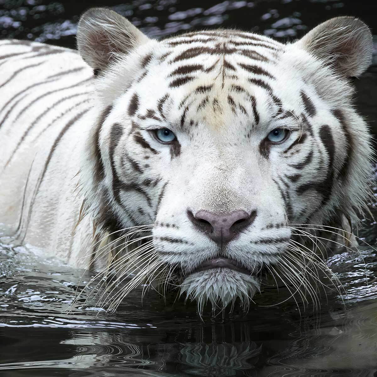 Papier peint tigre blanc dans l'eau Intissé