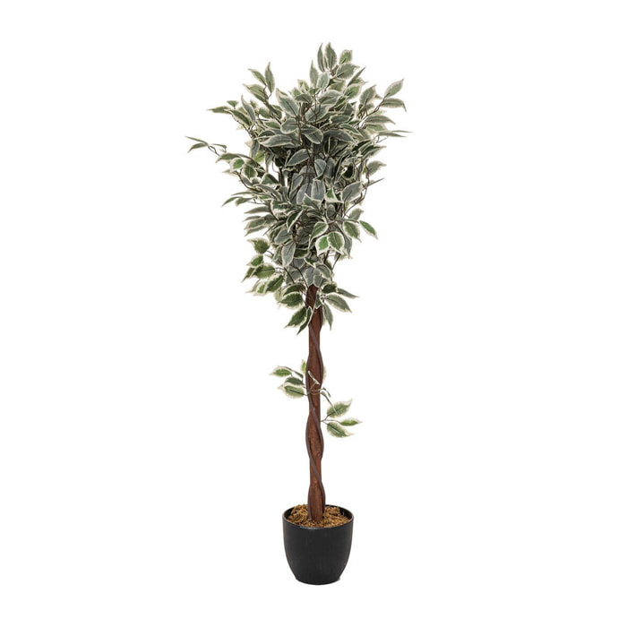 Planta ficus chelsea 120cm