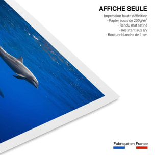 Affiche fond marin Dauphins course en famille Affiche seule
