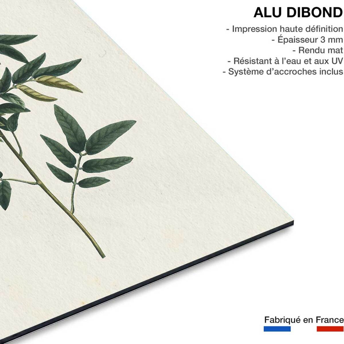 Tableau fleurs millepertuis illustré Tableau alu Dibond