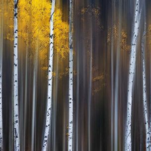 Affiche paysage Rideau d'automne Affiche + cadre en bois - Chêne