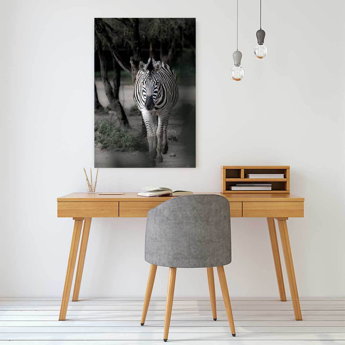 Tableau animaux zèbre en balade Tableau alu Dibond