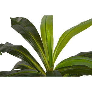 Planta Dracaena Fragrans Con Maceta 55x55x55 Cm