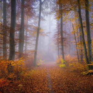 Affiche Chemin d'automne Affiche sous cadre bois