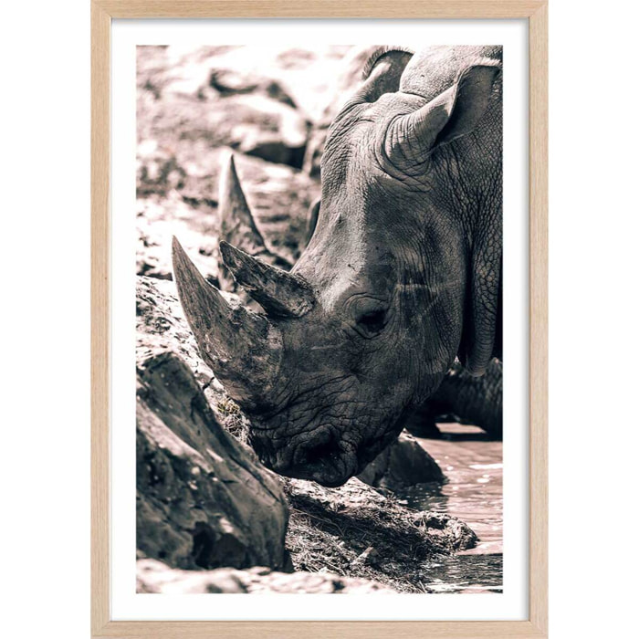Affiche rhinoceros Affiche + cadre en bois - Chêne