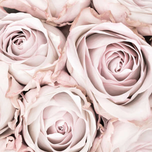 Affiche  rosa alba Affiche + cadre en bois - Noir