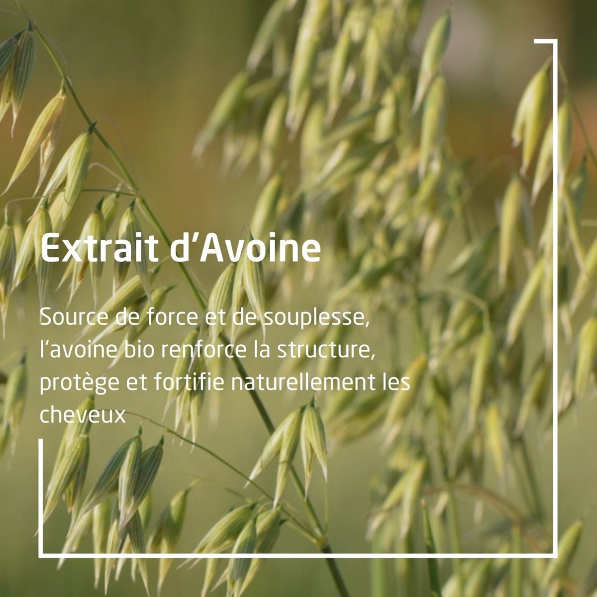 WELEDA - Après-Shampooing régénérant Avoine - 200 ml