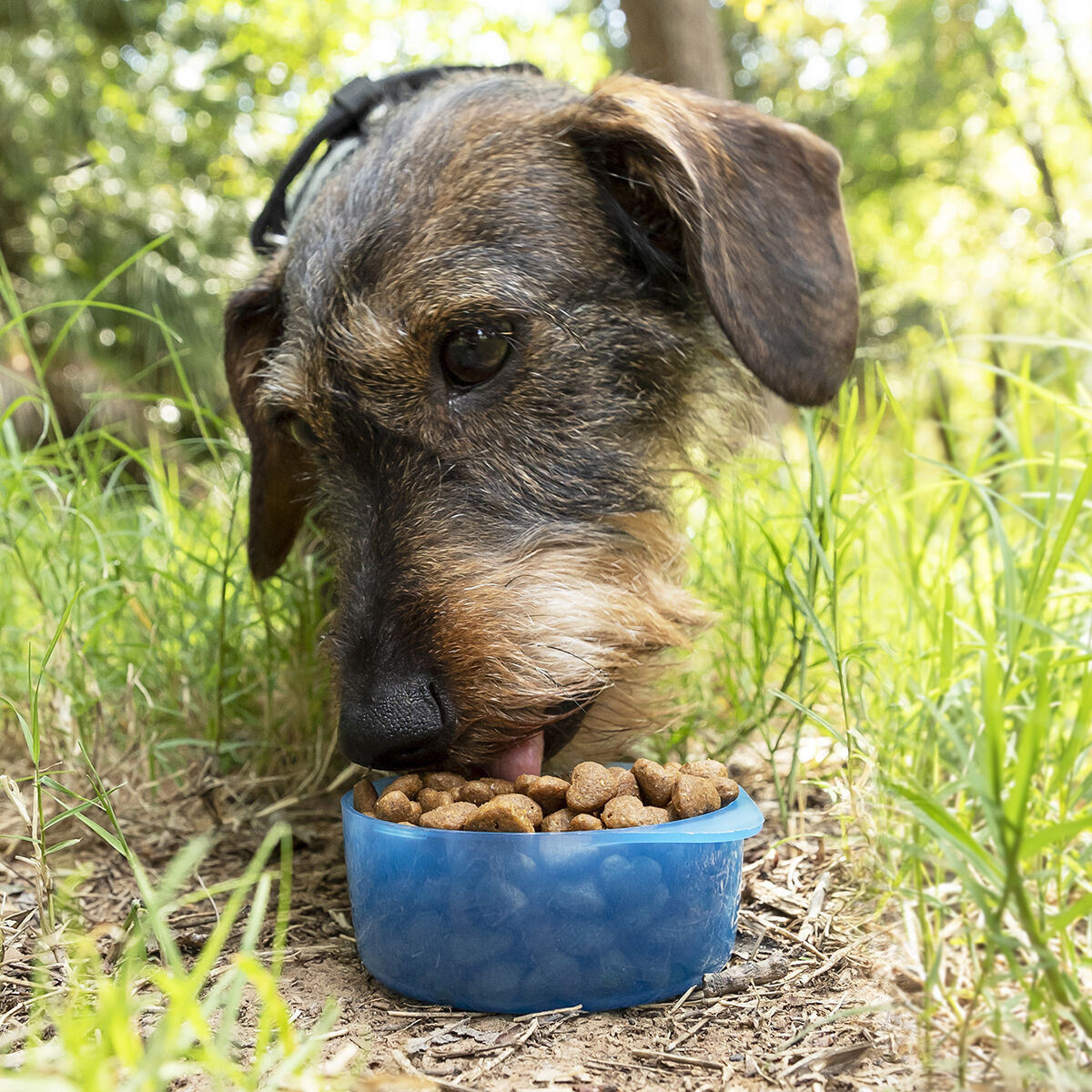 Bottiglia con Contenitore per Acqua e Cibo per Animali Domestici 2 in 1 Pettap InnovaGoods