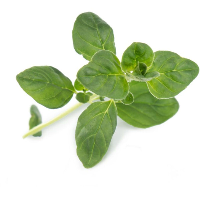 Recharge jardin d'intérieur VERITABLE Origan BIO