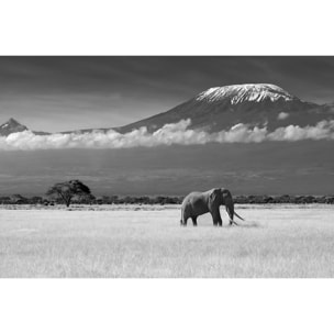 Tableau elephant et kilimanjaro Toile imprimée