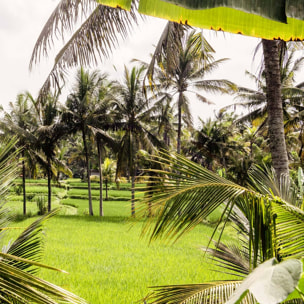 Papier peint panoramique exotique paysage de bali Intissé