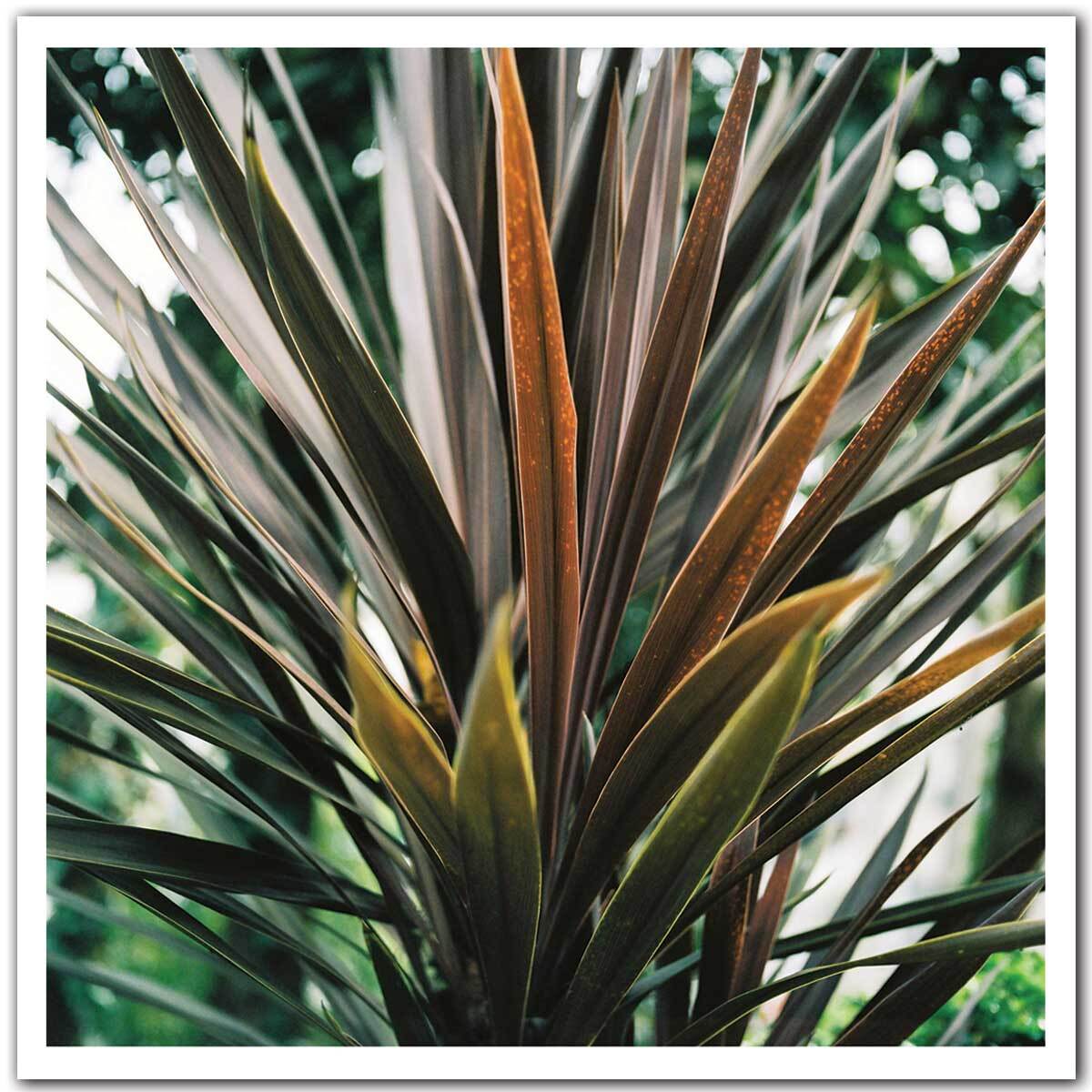 Affiche fleur de yucca et forêt tropicale Affiche seule