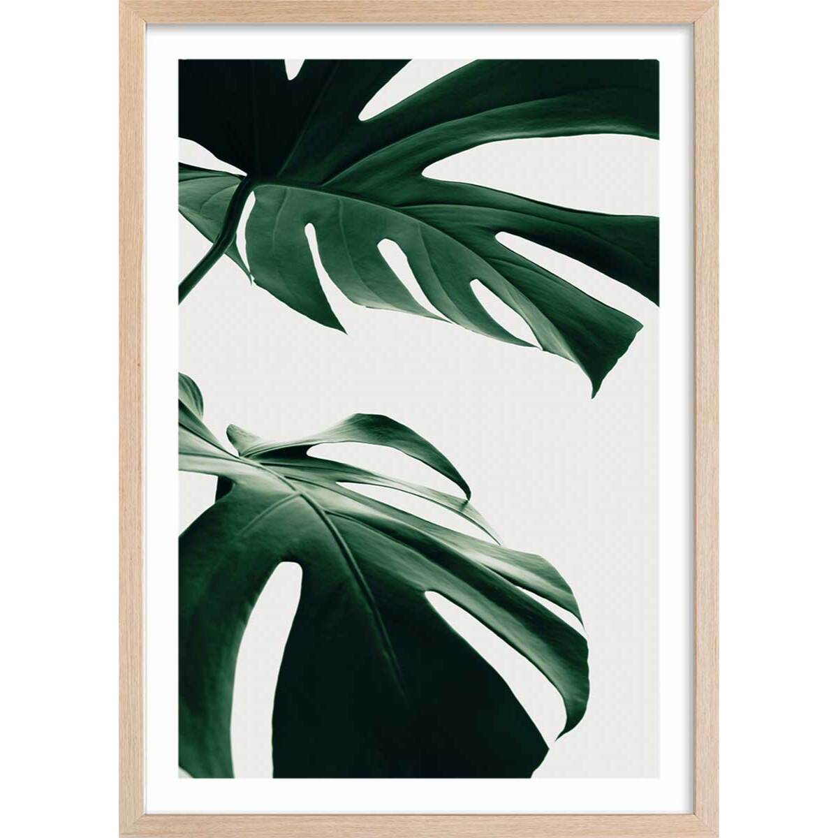 Affiche  monstera due Affiche + cadre en bois - Chêne