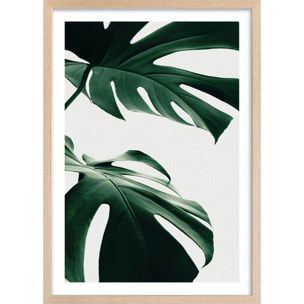 Affiche  monstera due Affiche + cadre en bois - Chêne