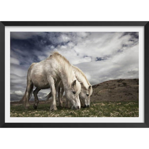 Affiche Chevaux blancs Affiche + cadre en bois - Noir