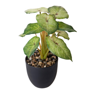 Syngonium Podophyllum In Vaso 26 Cm - Pezzi 3 - 12X26X11cm - Colore: Verde - Bianchi Dino - Piante Artificiali