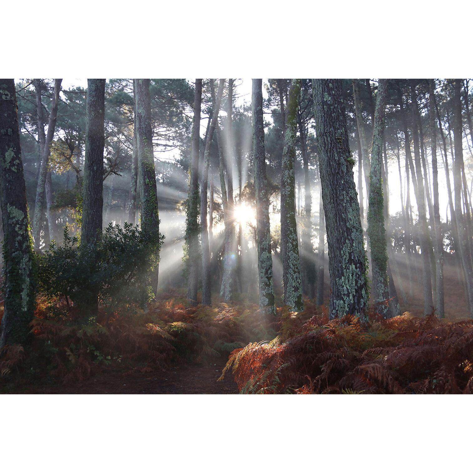 Tableau brume landaise Toile imprimée
