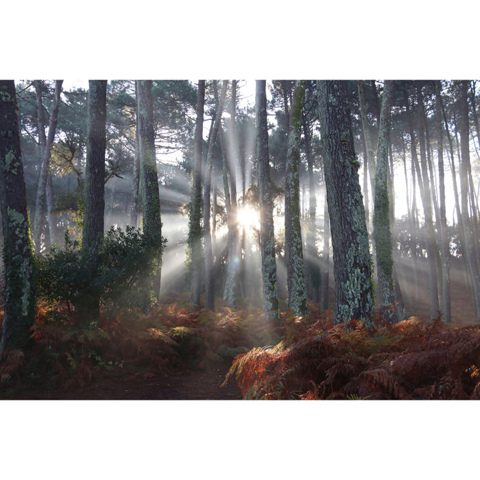 Tableau brume landaise Toile imprimée