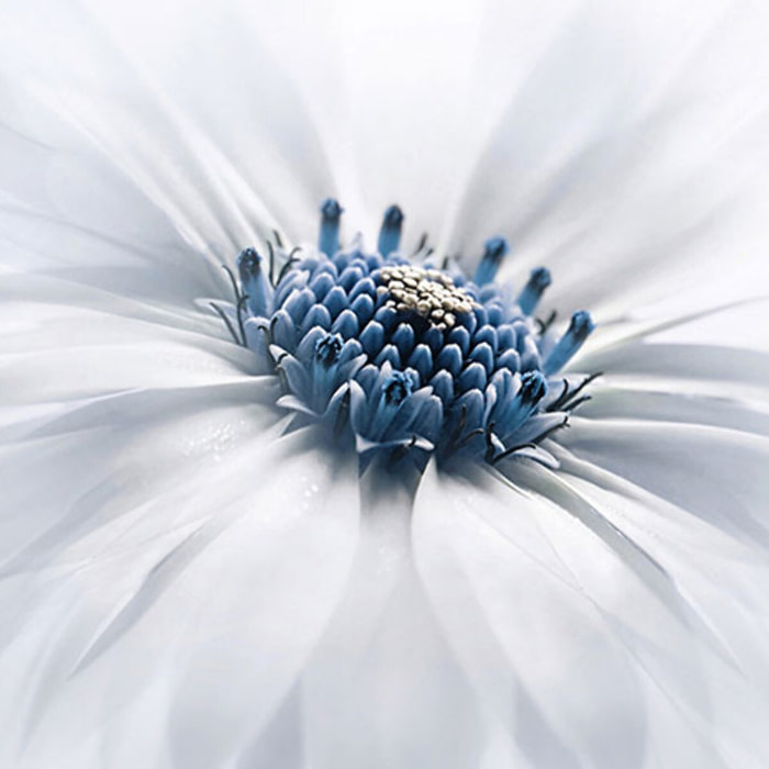 Tableau fleurs serenity  Toile imprimée