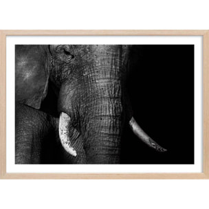 Affiche animaux éléphantloxodonta africana Affiche + cadre en bois - Chêne