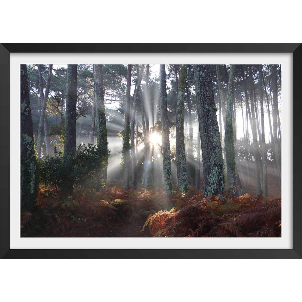 Affiche paysage brume landaise Affiche + cadre en bois - Noir