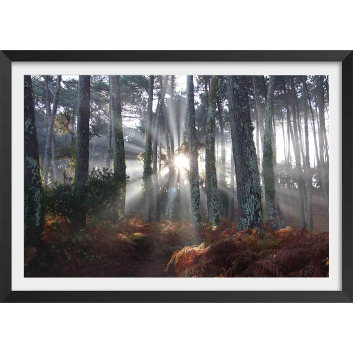 Affiche paysage brume landaise Affiche + cadre en bois - Noir